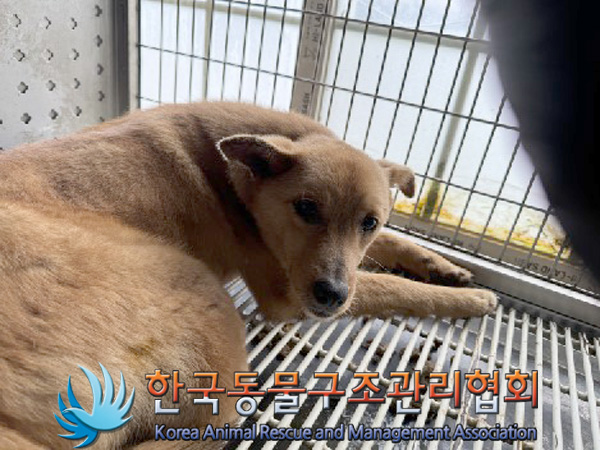 종료(안락사) 믹스…